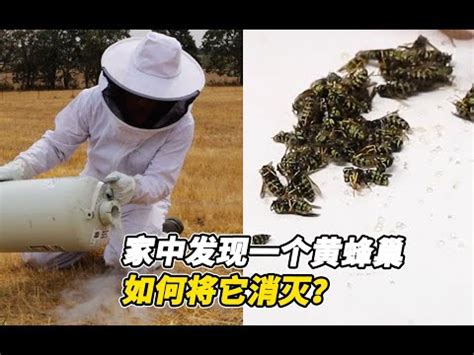 家裡出現蜂窩|蜂窩危機！自保全攻略